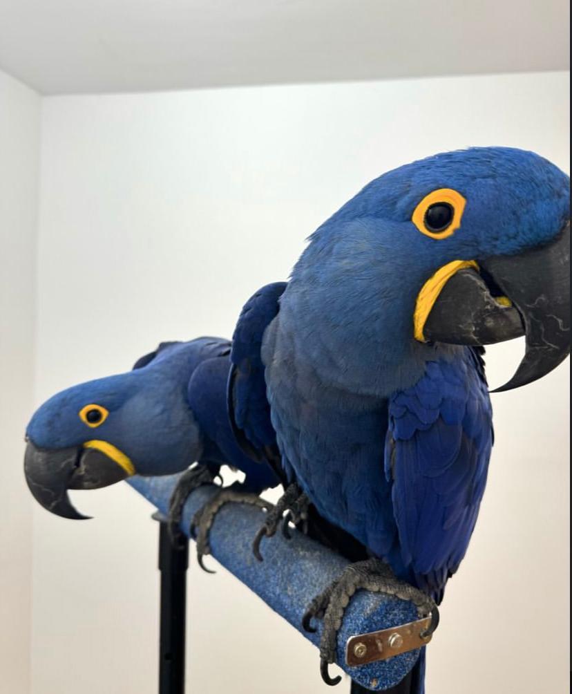 Blue Fronted Amazon Parrots 